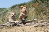 GOLDEN RETRIEVER 238